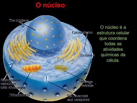 Biologia Professor Thomaz Nagel Capítulo 38 Cromossomos e genes