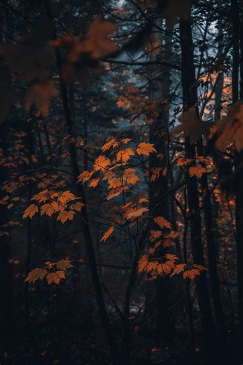 Fall Autumn Photography Tree Leaves Point Defiance Park Tacoma Washington Moody Dark Photo ...