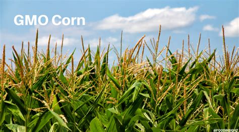 The Benefits Of GMO Corn Promoting Safe And Nutritious Food Supply