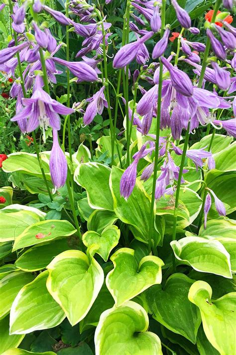 How To Grow And Care For Hostas Plantain Lilies Gardener S Path