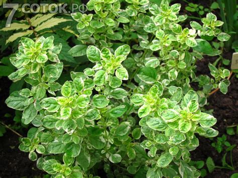 Душица Variegata | 7 соток