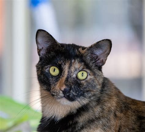 Tortoiseshell Cat With Blue Eyes