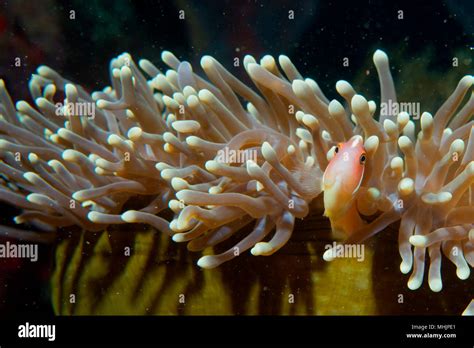 An Isolated Clown Fish Looking At You In Cebu Philippines Stock Photo