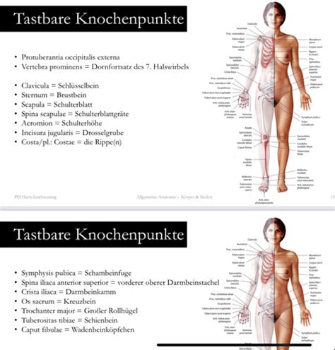 Anatomie Klausur Fragen 1 Semester Karteikarten Quizlet