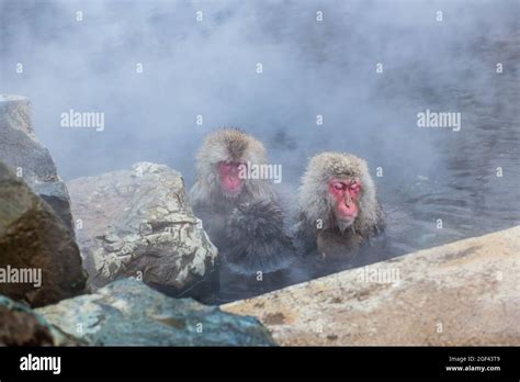 Japanese Snow Monkey Bathing In Hot Spring Water Stock Photo Alamy