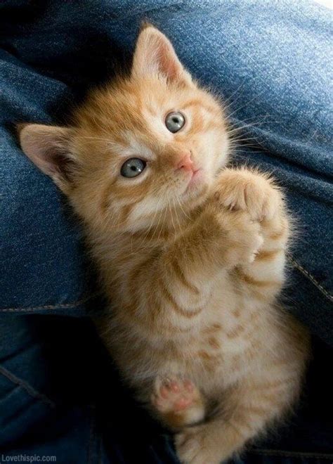 Cute begging kitty | Funny animals, Cute animals, Cute cats