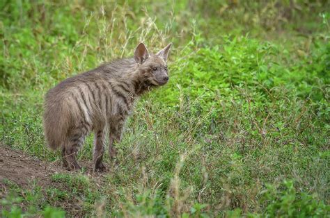 Beautiful Striped Hyena Pup Photograph by Cindi Alvarado - Pixels