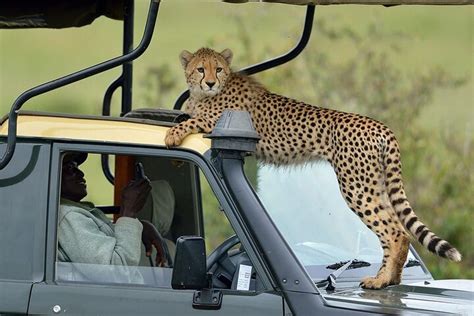 Days Maasai Mara Camping Safari On X Land Cruiser