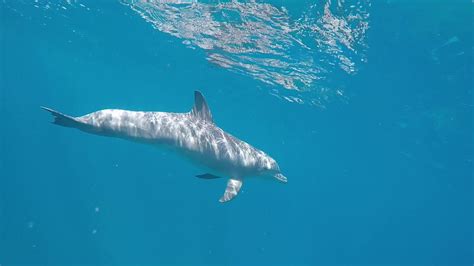 Dolphins Pop By At Cooper Island Bvi Youtube