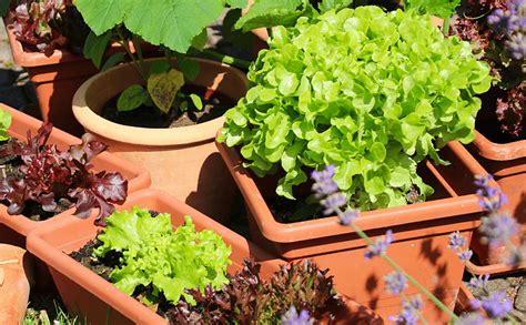 The Benefits of Container Gardening - New House Project