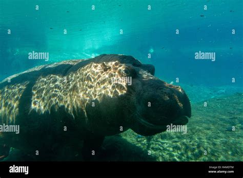 A Hippopotamus Hippopotamus Amphibius Under Water San Diego Zoo