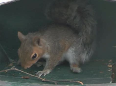 Playing baby squirrel : r/babyanimals