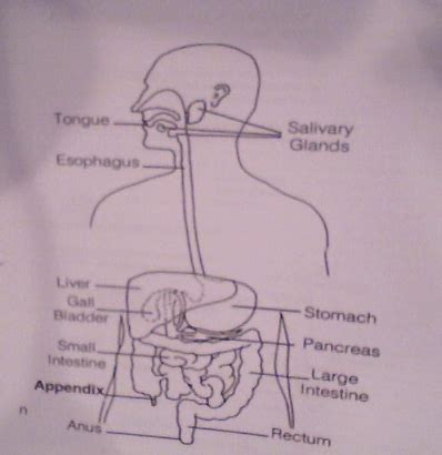 7th Grade Digestive Urinary Systems Diagram Quizlet