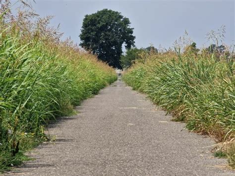 Cremona Sera Da San Felice A Malagnino La Ciclabile Invasa Dall