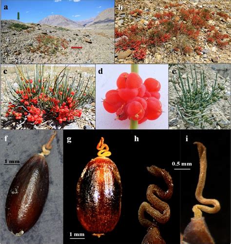 Ephedra Species At Type Localities A Landscape View Showing Two