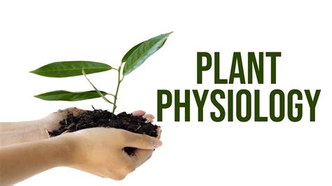 19 Astonishing Facts About Plant Physiology Facts Net