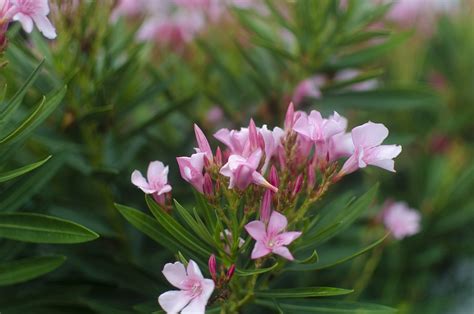 Oleanders Flowers Small Free Photo On Pixabay Pixabay