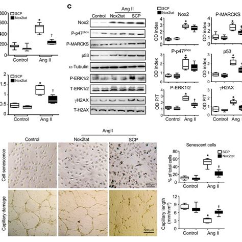 Ang II Induced Nox2 Activation In Mediating Cell Senescence And