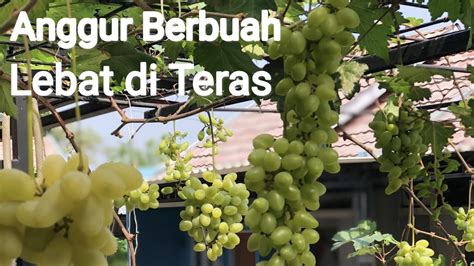 Pohon Anggur Berbuah Di Teras Rumah Anggur Mudah Berbuah Anggur