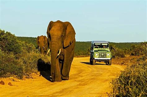 Halbt Giger Ausflug Zum Hluhluwe Imfolozi Wildreservat Ab Richards Bay