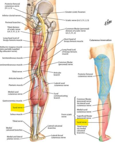 Ocs Quick Reference Slr Modifications Flashcards Quizlet