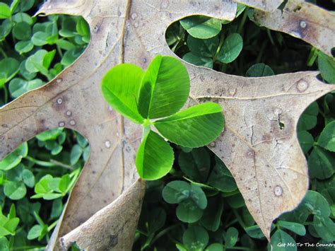 Get Me To The Country Four Leaf Clover Tea