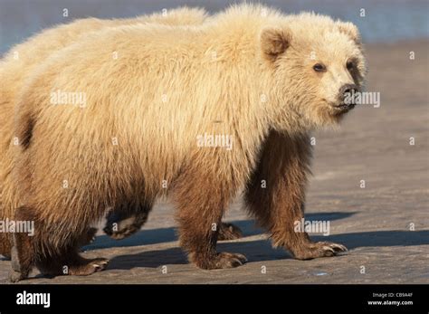 Stock Photo Of A Blonde Phase Alaskan Brown Bear Cub Walking Across The Beach Stock Photo Alamy