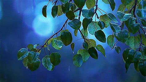 Green Leaves Hang From A Branch In Front Of A Blue Sky With Light