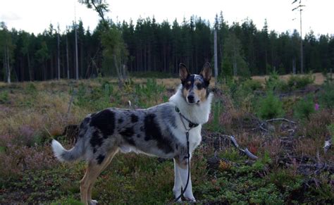 Yana Freyja och Lexus Korthår och långhår