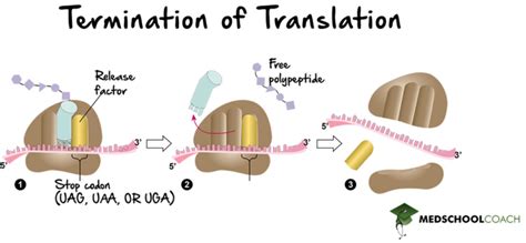 Translation Mcat Biology Medschoolcoach