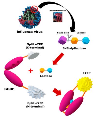 Highly Sensitive And Specific Detection Of Influenza A Viruses Using