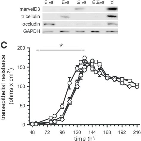 Tamp Knockdown Delays Tight Junction Assembly Caco Cells Were