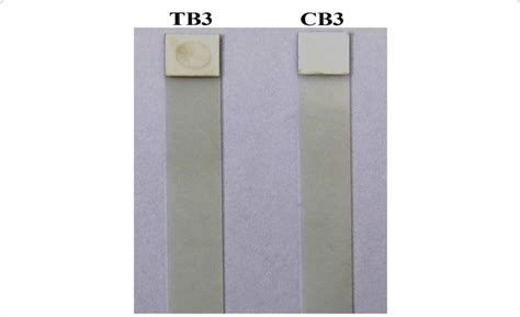 Dot-ELISA -Detection of rabbit anti-A. hydrophila antibody in ...