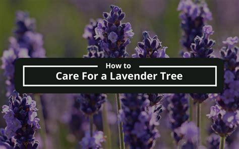 care   lavender patio tree  andrew gillan blog