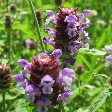 Heal All Plant Purple Flower