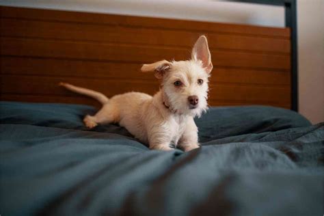 Why Does My Dog Scratch My Bed Sheets? - Crittertips.com