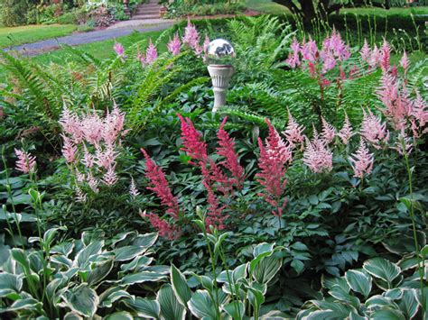 Astilbe Hosta