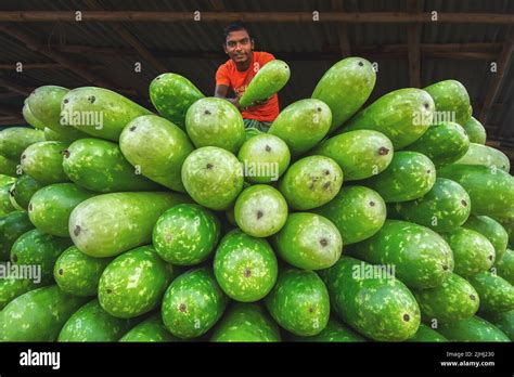 Farm Fresh Bottle Gourds Are Ready To Sale At Wholesale Vegetable Market In Bogura Bangladesh