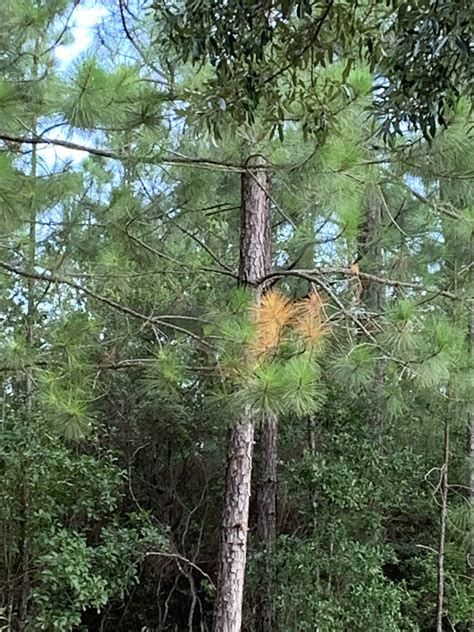 Pine tree needles turned orange/yellow? : plantclinic