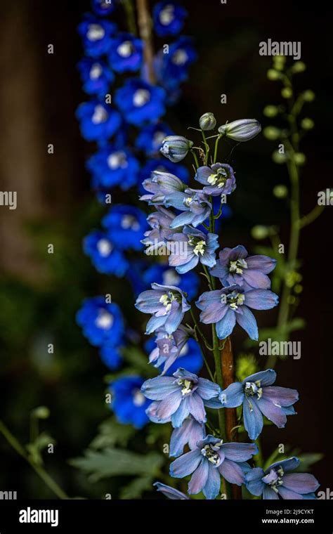 Blue delphiniums in a garden border Stock Photo - Alamy