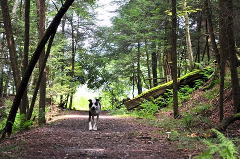 Secrets Of West Virginia S Mystery Falls TouristSecrets