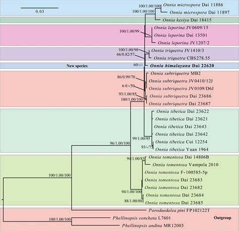 Frontiers Phylogeny Divergence Time Estimation And Biogeography Of