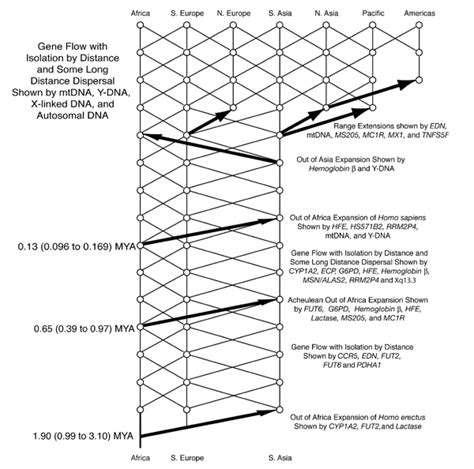 Multiregional origin of modern humans - Wikipedia