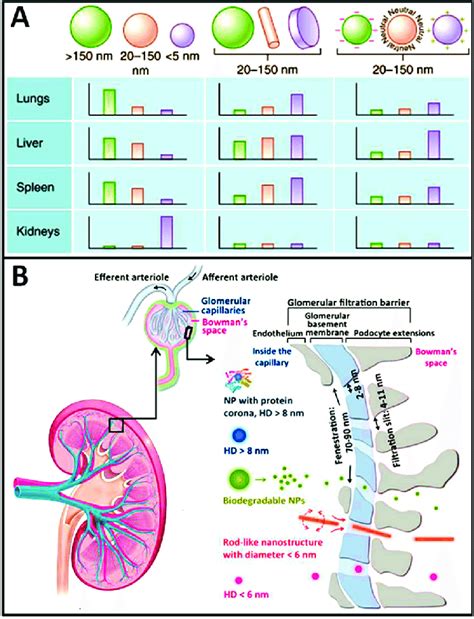 A In Vivo Biodistribution Of Nanoparticles In Healthy Models Is