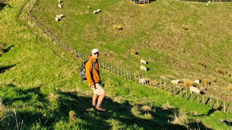 Hiking around Auckland Crossing farmland on Mt William 奥克兰周边徒步之Mt