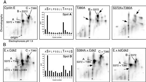 Multisite Phosphorylation By Cdk2 And Gsk3 Controls Cyclin E