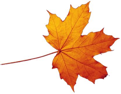 Free Transparent Fall Leaves, Download Free Transparent Fall Leaves png ...