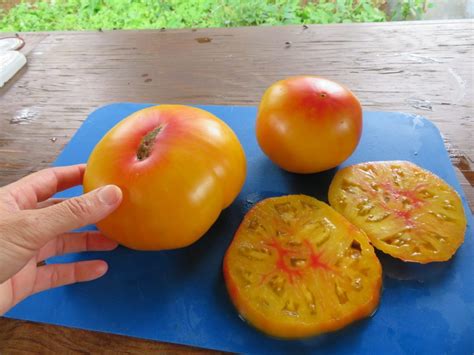 Tomate Anna Bicolore SEMENCES Le Potager Ornemental De Catherine