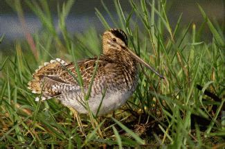 B Cassine Des Marais Oiseau D Europe