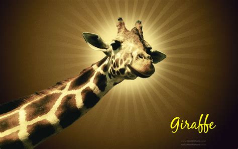 🔥 [47+] HD Giraffe Wallpapers | WallpaperSafari